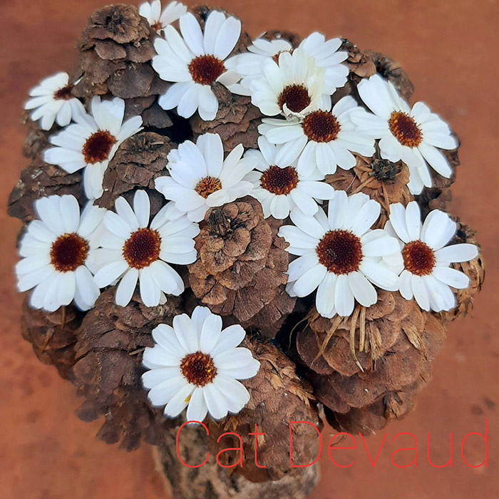 Fleuriste Freelance Cat Devaud Fleuriste Freelance Cat Devaud