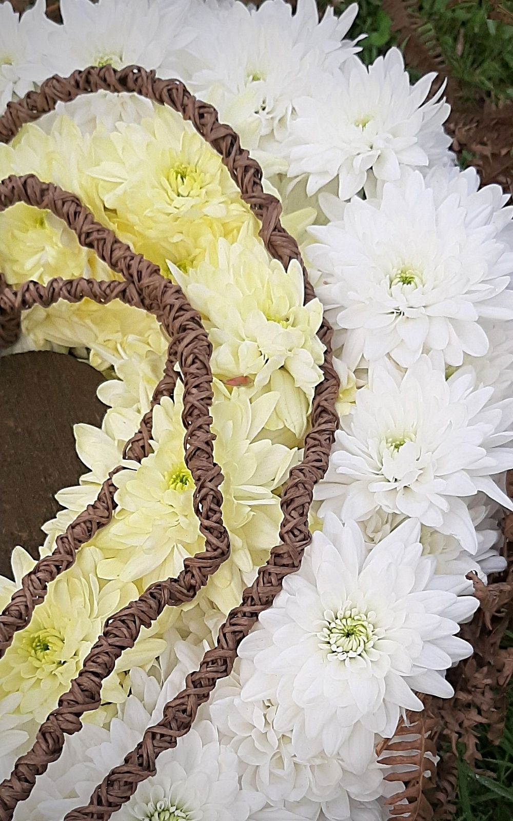 cat-devaud-with-pina-colada-chrysanthemum-on-thursd